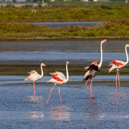 Con Vistas En El Delta De L'ebre Apartment Camarles