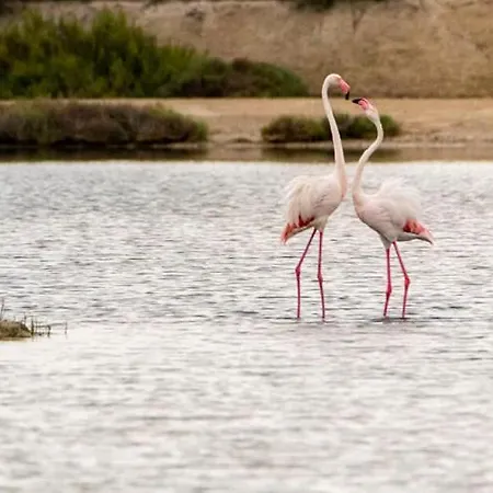Con Vistas En El Delta De L'ebre *